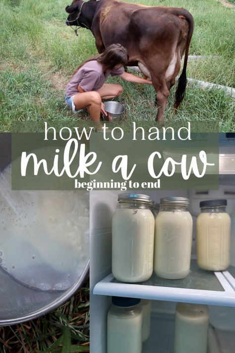 Milk A Cow, Milking A Cow, Homestead Blog, Milk Cow, A Cow, Best Blogs, Preserving Food, Natural Home Remedies, Natural Living