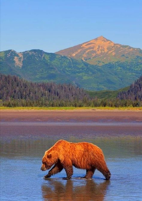 North American Animal Photography, Beautiful Wildlife Photography, Scenary Reference Photo, North America Animals, Yellowstone Wildlife, Bear Reference, Bear Photo, Meet Cute, American Black Bear