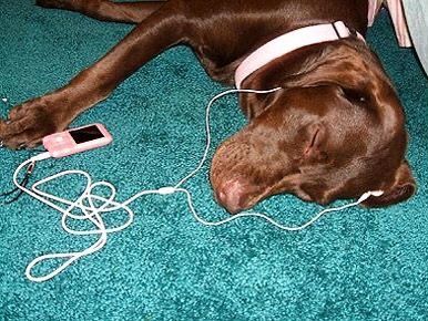 Dog Listening To Music, Animal Poetry, Pretty Dogs, Silly Dogs, Silly Animals, Dog Images, Listening To Music, Funny Dogs, Best Dogs