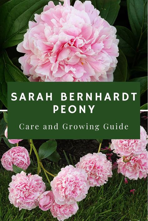 Peony Mothers Choice, Peony Companion Plants, Peony Landscaping, Paeonia Sarah Bernhardt, Sarah Bernhardt Peony, Peony Sarah Bernhardt, Grow Peonies, Front Yard Flowers, Peony Farm