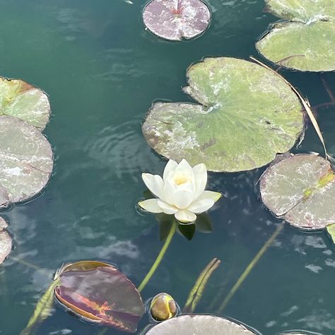 Lily Pad Aesthetic, Valley Aesthetic, Wallpaper Themes, White Lily, Flower Landscape, White Lilies, Aesthetic Painting, Birds Eye View, Water Lily