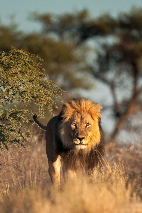 Lion on the hunt | South Africa African Animals Photography, South African Animals, African Wildlife Photography, Lion Africa, Luxury African Safari, Visit South Africa, Lion Photography, Wild Lion, Lion Love