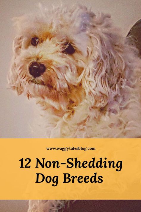 Find out more about non shedding, low shedding and hyper-allergenic dog breeds. Low Shedding Dog Breeds, Non Shedding Dog Breeds, Low Shedding Dogs, Poodle Mix Breeds, Dog Breeds That Dont Shed, Non Shedding Dogs, Kerry Blue Terrier, Cutest Puppies, Soft Coated Wheaten Terrier