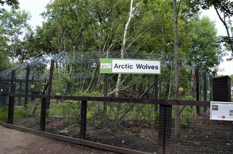 Arctic Wolf enclosure-06/07/2014 Wolf Enclosure, Zoo Boo, Pet Wolf, Zoo Park, Wildlife Rescue, Dog Yard, Arctic Wolf, Wolf Dog, Wolves