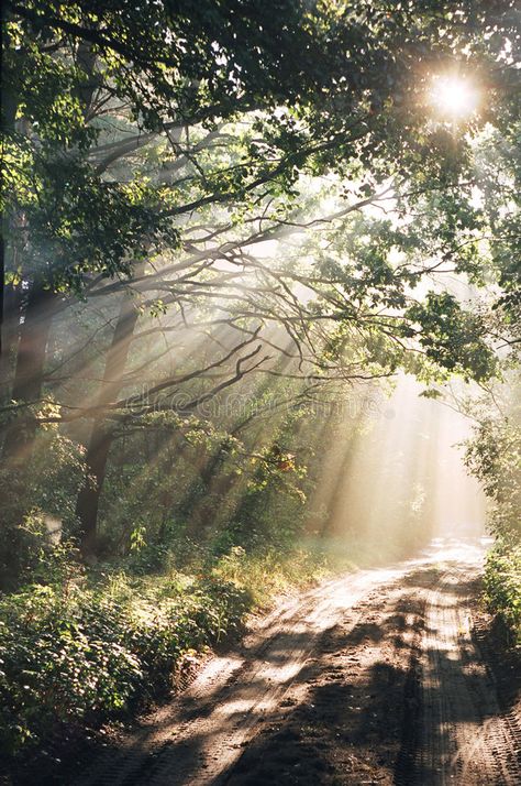 Wood after rain in sun rays. Wood after rain in summer sun rays , #Affiliate, #rain, #Wood, #sun, #summer, #rays #ad Pictures Of Sunny Weather, Sun Rays In Forest, Sun Beam Aesthetic, Sun Ray Aesthetic, Sun And Rain Aesthetic, Ray Of Sunshine Aesthetic, Sunshine Astethic, Sun After Rain Aesthetic, Forest Aesthetic Landscape