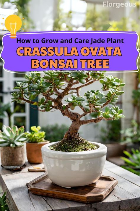 Crassula Ovata Bonsai Tree Jade Plant Bonsai, Jade Plant Care, Bonsai Fruit Tree, Jade Succulent, Jade Bonsai, Succulent Leaves, Jade Tree, Bonsai Care, Succulent Bonsai