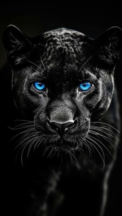 Blue Eyed Animals, Jaguar E Pace, 70s Haircuts, Black Jaguar Animal, Black Panther Images, Black Panther Cat, Panther Pictures, Black Panther Tattoo, Mobil Mustang