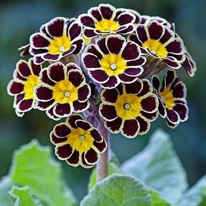 ✨💫🌺🌻🌸🌼🌷💫✨ on Instagram: "Primula is a genus of herbaceous flowering plants in the family Primulaceae. They include the primrose (P. vulgaris), a familiar wildflower of banks and verges. Other common species are P. auricula (auricula), P. veris (cowslip), and P. elatior (oxlip). These species and many others are valued for their ornamental flowers. They have been extensively cultivated and hybridised (in the case of the primrose, for many hundreds of years). Primula are native to the tempe Primula Auricula, Flower Art Images, Flowering Plants, Gold Lace, Summer Breeze, The Family, Banks, Flower Art, Planting Flowers