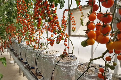 Hydroponic Climate Controlled Greenhouse with fully automated system-Pakistan Hydroponics Tomato Tunnel, Hydroponic Tomatoes, Greenhouse Interior, Hydroponic Herb Garden, Hydroponic Greenhouse, Growing Tomatoes Indoors, Greenhouse Farming, Tomato Farming, Hydroponic Farming