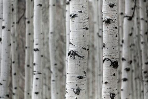 Forbidden Forest, Plant Texture, Personalized Wedding Sign, Tree Images, Free Textures, Aspen Trees, Texture Images, Tree Photography, Tree Canvas