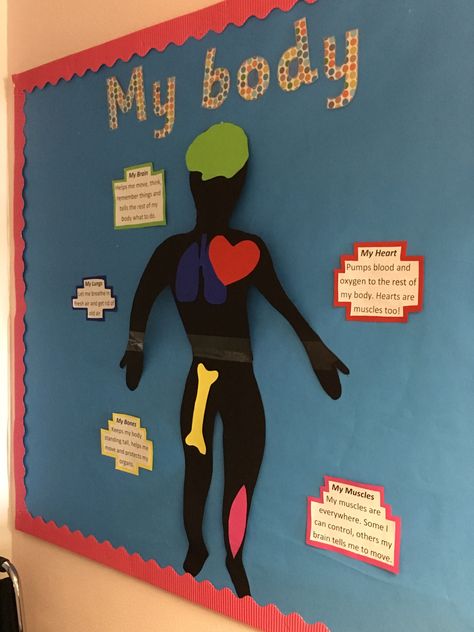 Body bulletin board Stem Room, Class Board Decoration, Body Preschool, Preschool Boards, Teaching Themes, School Creative, Bulletin Board Ideas, Heart Pump, School Nurse