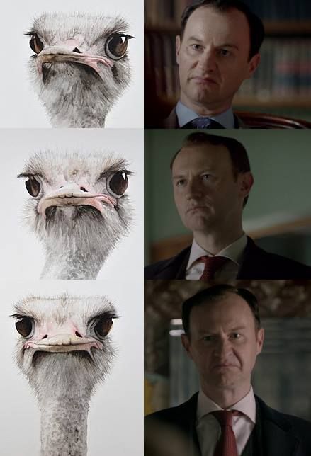 Mycroft is an ostrich. OTTERLOCK, HEDGEHOGSON, BUNNIARTY, AND NOW MYCROSTRICH. John Lock, Rupert Graves, Mrs Hudson, Sherlock Holmes Bbc, Sherlock 3, Sherlock Fandom, Sherlock John, Andrew Scott, Sherlock Funny