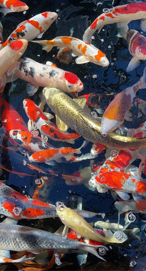 Fish Wallpaper Iphone, Japanese Pond, Koi Wallpaper, Fish Aesthetic, Fish Background, Koi Painting, Amazing Wallpapers, Koi Art, Golden Fish