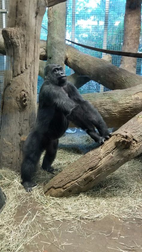 Columbus Zoo photo of Toni. 2017. Gorillas In The Mist, Aurora Rose, Zoo Photos, Columbus Zoo, Amazing Animals, Wildlife Photography, Columbus, Panther, Nashville