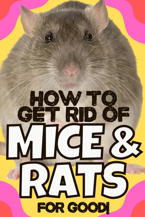 How to Get Rid of Rats an Mice rodent repellent diy Rodent Repellent Plants, Natural Rat Repellent, Diy Mice Repellent, Get Rid Of Rats, Mouse Poison, Repellent Diy, Mice Infestation, Rat Repellent, Rats And Mice