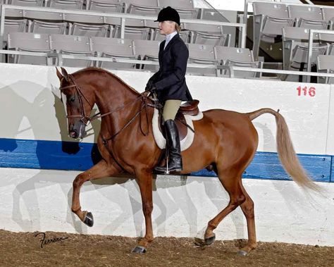 One Hot Minute, a National Show Horse. NSH is an Arabian-Saddlebred cross, Arabian percentage must be 50-99% (earlier it was 25-99%). The registry was formed 80's but crossing these two breeds is not a new idea. The goal is to combine the best qualities of both breeds. NSH is a showy, beautiful horse, high-stepping if needed but very versatile, not only a show horse. Usually they're chestnuts, bays, blacks or grays but also tobianos and some rarer colors occur. One Hot Minute, Hunter Under Saddle, All Horse Breeds, American Saddlebred Horses, Hunt Seat, Wing Commander, Barrel Racing Horses, American Saddlebred, Show Horse