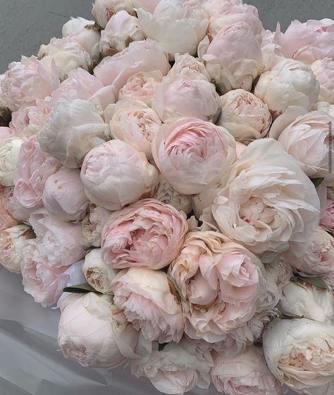 Boquette Flowers, Flower Therapy, Luxury Flowers, Peony Flower, Pink Peonies, Love Flowers, My Flower, Pretty Flowers, Pink And White