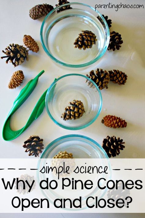 17 Winter Activities for Kids In Preschool and Up - The Krazy Coupon Lady Tree Webbing, Vetenskapliga Experiment, Science Experience, Pre-k Science, Fall Science, Camp Activities, Science Experiments For Preschoolers, Simple Science, Kid Science