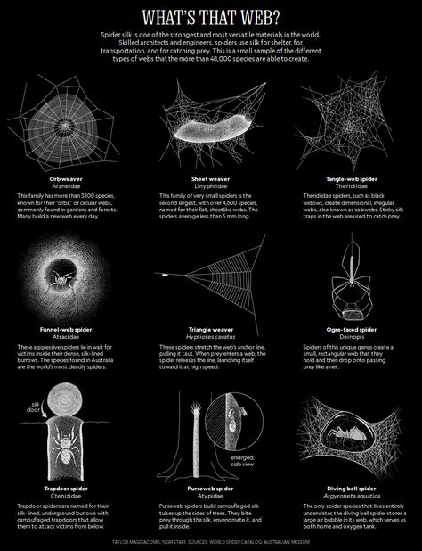 Arachnews: September 2019 - Arachnofiles - Medium Spider Types, Types Of Spider Webs, Spider Identification Chart, Spider Infographic, Unique Spiders, Insects Vs Arachnids, Types Of Jumping Spiders, Insect Anatomy, Spider Fact