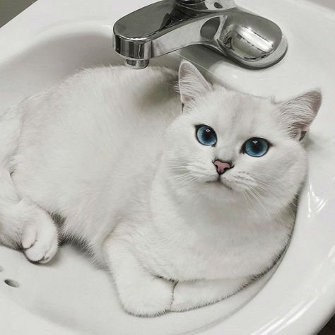 14 Superb Pictures Of The Most Magnificent British Shorthair Cats | PetPress White Cat With Blue Eyes, Cat With Blue Eyes, Cat Spray, British Shorthair Cats, Gorgeous Cats, White Cats, British Shorthair, Cat Aesthetic, Cat Accessories