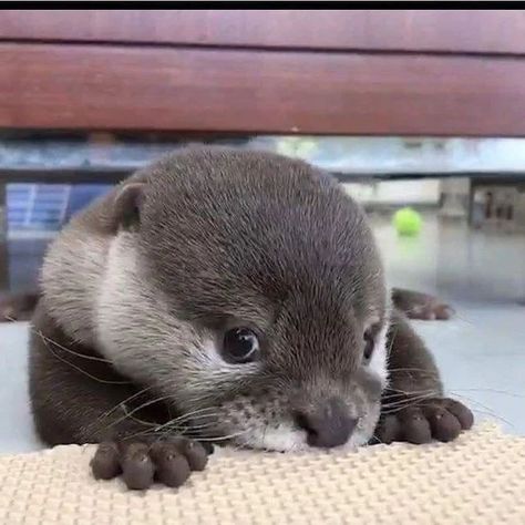 15 Adorable Critters Who Are Truly Otter This World – InspireMore An Animal