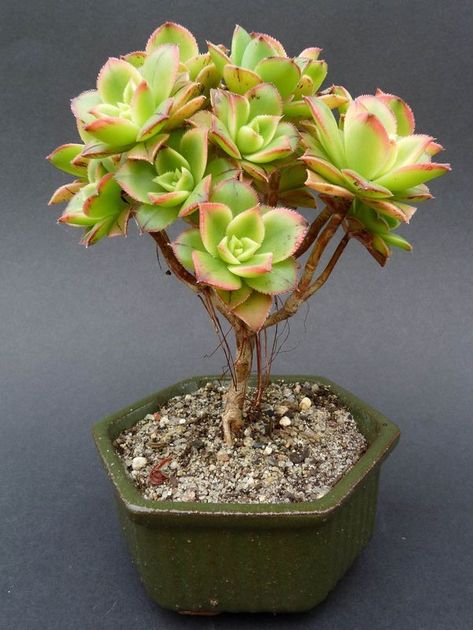 How to Make Succulent Bonsai Aeonium Kiwi, Kaktus Dan Sukulen, Bonsai Tree Care, Succulent Bonsai, Succulent Garden Diy, Types Of Succulents, Growing Succulents, Succulent Gardening, Succulents Indoor