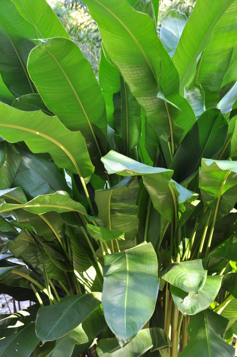 Heliconia psittacorum x spathocircinata cv. Tropica | Bamboo Land Nursery QLD Australia Wall Hanging Plants Indoor, Full Sun Container Plants, Tropical Garden Plants, Indoor Plants Styling, Tropical Garden Design, Potted Plants Outdoor, Hanging Plant Wall, Hanging Plants Indoor, Lavender Plant