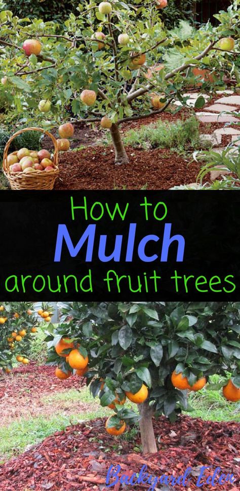 How to mulch around fruit trees | Fruit Trees | Food Forest | Permaculture | Permaculture Homestead | Permaculture Design | Permaculture Gardening | Permaculture Farm | Permaculture Guilds | Beginner Permaculture | Permaculture for Beginners | Backyard Permaculture | Permaculture Food Forest | Permaculture Ideas | Permaculture Orchard | Permaculture Layout | Urban Permaculture | Permaculture Zones | DIY Permaculture | Backyard-Eden.com Fruit Trees Garden Design, Fruit Garden Layout, Tree Garden Design, Fruit Trees Backyard, Tree Mulch, Fruit Tree Garden, Landscaping Trees, Growing Fruit Trees, Permaculture Gardening