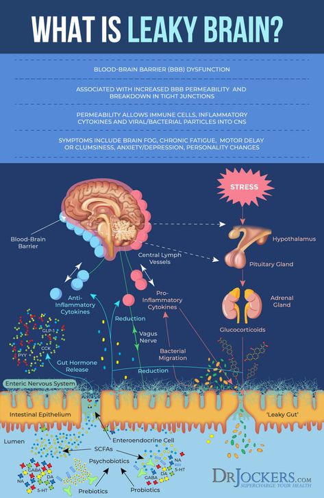 Leaky Brain Syndrome: Symptoms, Causes and Natural Solutions Healing Stage, Wellness Images, Dr Jockers, Enteric Nervous System, Lymph Vessels, Brain Surgeon, Brain Facts, Brain Booster, Memory Problems