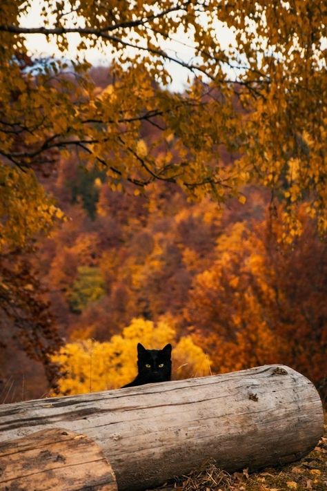 Cats In Autumn, Autumn Nostalgia, Tiktok Photos, Fall Cat, Animals Quotes, Fall Cats, Autumn Magic, Crisp Autumn, Halloween Embroidery