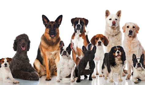 According to the American Veterinary Medical Association, over 43 million households in the U.S. include at least one dog. Imagine how many dog owners there are worldwide? There are also more than 340 recognized dog breeds in the world, but which are the most popular dog breeds? #popular #dogs #famous #dog #breeds #pets #fame #lists Top 10 Dog Breeds, Famous Dogs, Dog Grooming Business, Dog Photoshoot, Terrier Breeds, Popular Dog Breeds, Most Popular Dog Breeds, Indoor Dog, Different Dogs