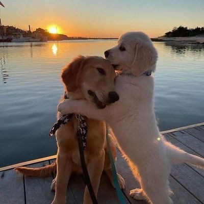 Puppy Heaven, Lab Puppy, Cute Animals Puppies, Super Cute Animals, Cute Animals Images, Golden Retriever Puppy, Dog Images, Dogs Golden Retriever