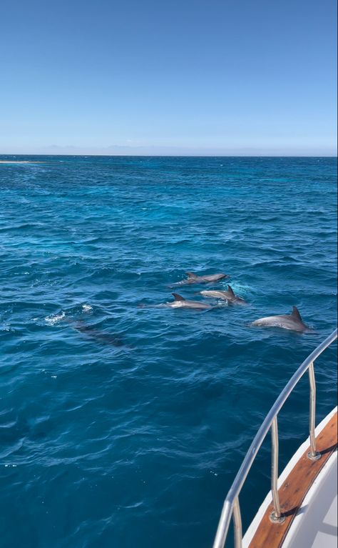 Boat Trip Aesthetic, Dolphins Aesthetic, Dolphin Aesthetic, Sailing Aesthetic, Sea Dolphin, Beach Wall Collage, Alexandria Egypt, Travel Picture Ideas, Ocean Fashion