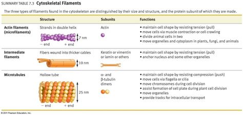 Cytoskeleton - Cells Cytoskeleton Notes, Mcat Tips, Prokaryotes Vs Eukaryotes, Chemistry Notes, Engineering Courses, Cell Division, Medical School Inspiration, Biomedical Engineering, Science Notes