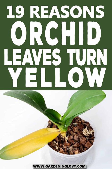 Yellow leaves in orchid may be a symptom of a disease and also the orchid’s leaves could be turning yellow due to old foliage. In this post, we provided 19 reasons orchid leaves turn yellow and how to fix it. Orchid Leaves Turning Yellow, Orchids Care, Phalaenopsis Orchid Care, Oxalis Triangularis, Repotting Orchids, Orchids In Water, Indoor Orchids, Gardening Indoors, Orchid Plant Care