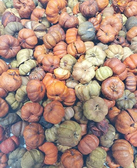 Amazon.com: Little Valley Unscented Large 4 Cup Bag of Natural and Orange Putka Pods, Mini Pumpkins - Perfect as Potpourri, Craft, Bowl Filler, Decoration - Fall Or Autumn : Home & Kitchen Putka Pods, Decorative Bowl Filler, Fall Or Autumn, Cup Bag, Old Candles, Autumn Table, Autumn Decorating, Home Wedding Decorations, Fall Scents