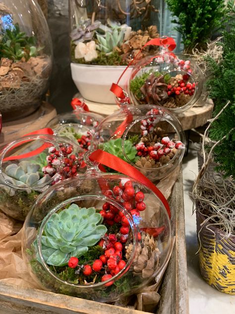 Christmas Air Plant Ideas, Holiday Succulent Arrangements, Christmas Plant Decor, Succulent Christmas Decorations, Christmas Succulent Arrangements, Christmas Succulents, Christmas Plants Gifts, Succulent Christmas, Plant Ornaments