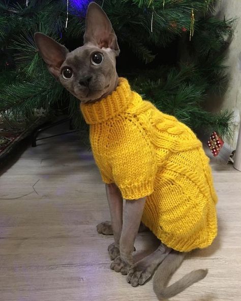 Cute Hairless Cat, Sweater Aesthetic, Sphinx Cat, Cat Sweater, Hairless Cat, Sphynx Cat, Sphynx, 영감을 주는 캐릭터, Cute Animal Drawings