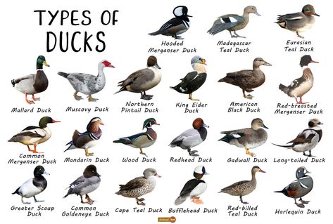 Duck Facts, Types, Identification, Habitat, Diet, Adaptations Types Of Duck Breeds, Types Of Ducks Chart, Breeds Of Ducks, Duck Breeds Chart, Facts About Ducks, Duck Habitat, Duck Identification, Ducks Photos, Animal Identification