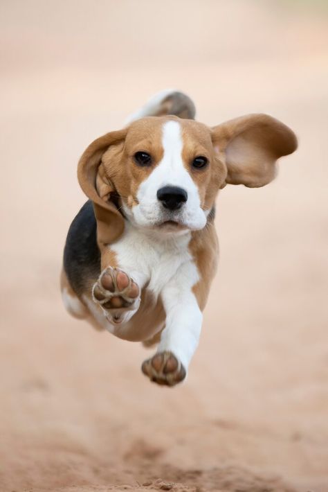 Cute Beagle Puppies, Beagle Facts, Beagle Dogs, Beagle Art, Beagle Puppies, Cute Dog Wallpaper, Cute Beagles, Very Cute Dogs, Beagle Puppy