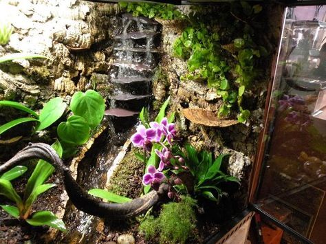 Waterfall Vivarium, Frog Tank Setup, Frog Terrarium Ideas, Frog Tank Ideas, Dart Frog Tank, Dart Frog Terrarium, Tree Frog Terrarium, Frog Vivarium, Dart Frog Vivarium