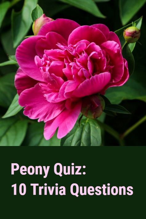 Peonies are perennial and deciduous shrubs. They bloom in late spring and are prized by gardeners for their lush foliage, showy flowers, and ornamental fruit. The Peony Quiz we offer you to take today consists of 10 trivia questions with answers. Can you answer each one correctly? #plants #trivia #quizzes #mcq Peony Bush, Questions With Answers, Interesting Quizzes, Daughter Of Zeus, Trivia Quizzes, Trivia Questions And Answers, Late Spring, Choice Questions, Trivia Questions