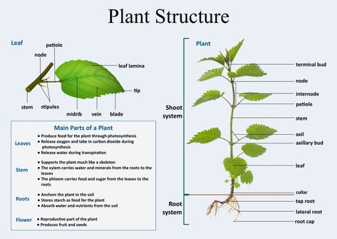 Why Understanding Basic Plant Anatomy Is Essential for Gardeners - Dengarden Leaf Structure And Function, Medical Herbalism, Horticulture Education, Plant Knowledge, Basic Chemistry, Plant Anatomy, Flower Anatomy, Biology Plants, Plants Worksheets