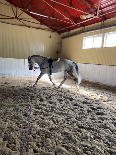 Lunging Horse, Rider Aesthetic, Horseback Riding Outfit, Aesthetic Equestrian, Riding Outfit Equestrian, Equestrian Outfit, Horseback Riding Outfits, Show Jumping Horses, Equestrian Aesthetic