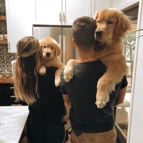 Chien Golden Retriever, Relationship Aesthetic, Dream Relationship, Golden Retriever Mix, Bulldog Francese, Golden Retriever Puppy, Retriever Puppy, Dogs Golden Retriever, Amazing Animals