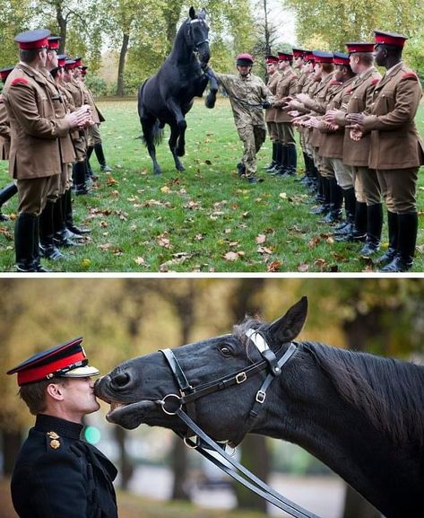 How gorgeous is the photo of Thomas, who served for 20 years in the British Household Cavalry Military Regiment 🇬🇧 If you look closely at the bottom photo, you can see he is also wearing a Traditional Leather Version of the 2 Part Bridle, which just highlights how incredibly handy these bridles are for any equestrian discipline, due to the multifunctional & handy, quick design 🖤 So why do we love 2 Part Bridles so much? Well it’s pretty simple really 🌈 🐎 LS Deux Halter - Can be used as yo... Household Cavalry, Queens Guard, Bridles, 20 Years, Equestrian, Highlights, England, Animals, Leather