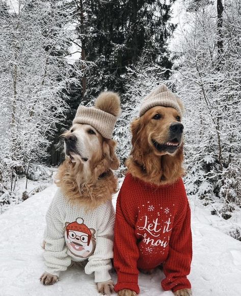 Golden Retriever Sweater, Christmas Dog Photography, Christmas Pet Photos, Christmas Golden Retriever, Dog Christmas Photos, Dog Christmas Pictures, Golden Retriever Christmas, Cute Christmas Outfits, Photos With Dog