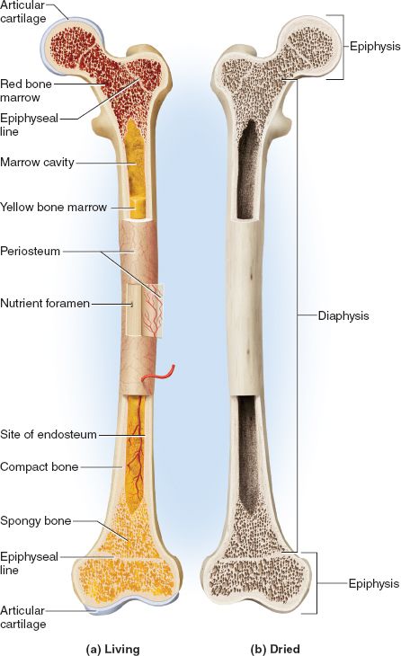 This picture shows the general features of bones. Bone is a connective tissue with a matrix hardened by minerals. Bones provide support, protection (like the ribs protect the heart), and aid in blood formation. Bone remodels itself throughout life. The periosteum is connective tissue that surrounds the bone. Once the epiphyseal plate stops growing it turns into a line. (Picture obtained from McGraw-Hill Connect). Drawing Sketches Anatomy, Animation Anatomy, Sketches Anatomy, Sketch Anatomy, Draw Anatomy, Bone Anatomy, Study Anatomy, Anatomy Images, Art Anatomy