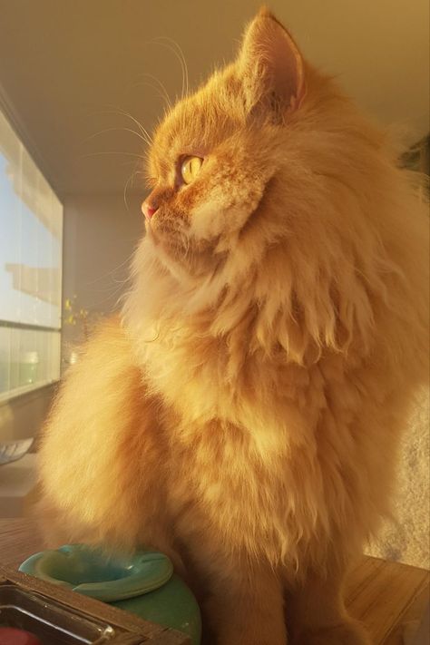 Ginger Cat Aesthetic Fluffy, Aesthetic Persian Cat, Orange Persian Cat Aesthetic, Ginger Persian Kitten, Ginger Fluffy Cat, Persian Cat Aesthetic, Ginger Persian Cat, Fluffy Ginger Cat, Orange Persian Cat