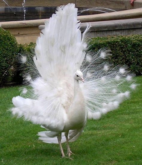 Magnífica fotografia. Peacock Feather Wall Decor, Albino Peacock, Peacock White, Rare Albino Animals, Drawing Bird, Peacock Images, Tattoo Bird, Feather Wall Decor, Peacock Pictures